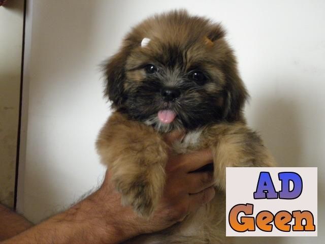 used VACINATED AND REGISTERED LHASA APSO PUPPIES FOR SALE WHATSAPP 9394723667 for sale 
